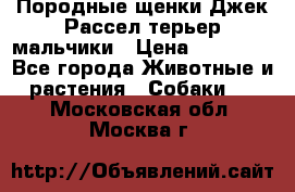 Породные щенки Джек Рассел терьер-мальчики › Цена ­ 40 000 - Все города Животные и растения » Собаки   . Московская обл.,Москва г.